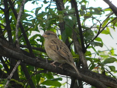 Sporophila nigricollis nigricollis