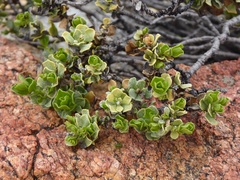 Ericameria cuneata
