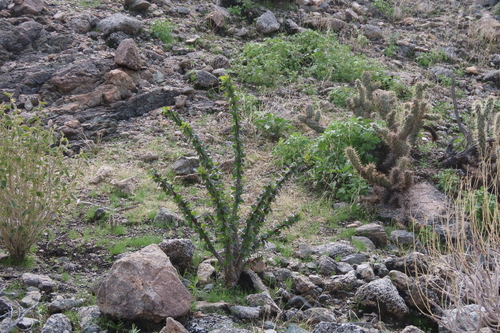 iNaturalist observation photo of ocotillo