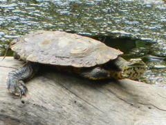 Phrynops geoffroanus