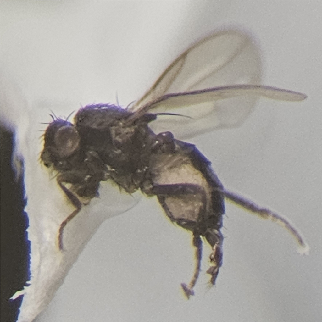 Minilimosina parva
