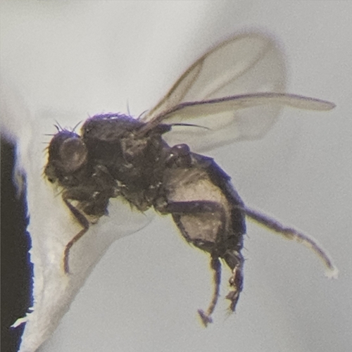 Minilimosina parva