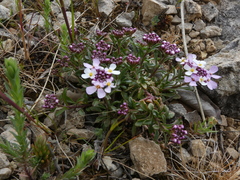 Iberis carnosa