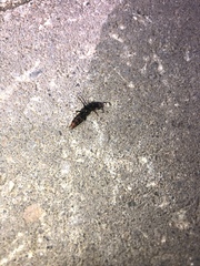 Platydracus cinnamopterus