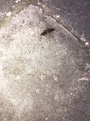 Platydracus cinnamopterus