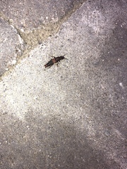 Platydracus cinnamopterus