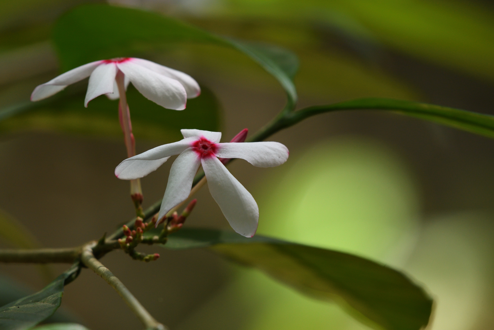 Imagem de Jasmim-de-madagascar