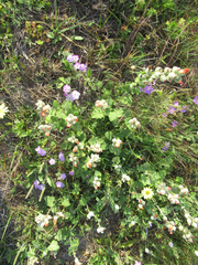 Sphaeralcea lindheimeri