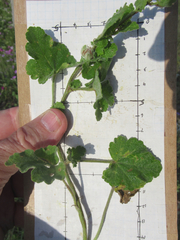 Sphaeralcea lindheimeri