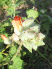 Sphaeralcea lindheimeri