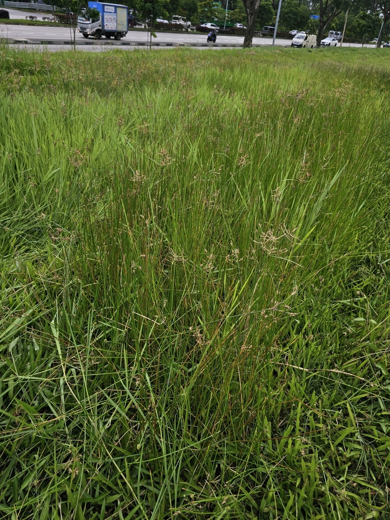 Eleocharis ochrostachys; photograph (c) pbsg, some rights reserved (CC BY)