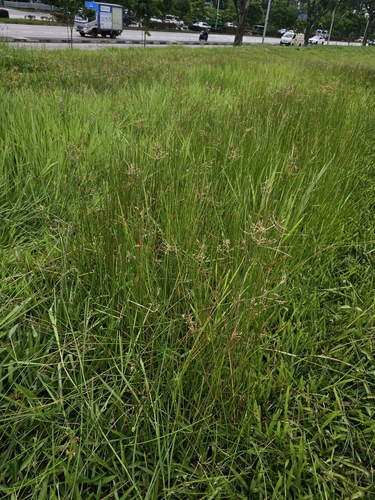 Eleocharis ochrostachys iNat (1)
