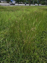 Eleocharis ochrostachys
