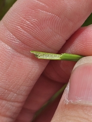 (c) pbsg, some rights reserved (CC BY) Eleocharis ochrostachys, photograph (c) pbsg, some rights reserved (CC BY)