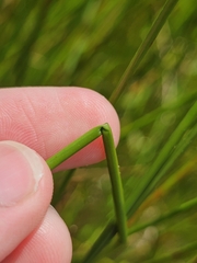 (c) pbsg, some rights reserved (CC BY) Eleocharis ochrostachys, photograph (c) pbsg, some rights reserved (CC BY)