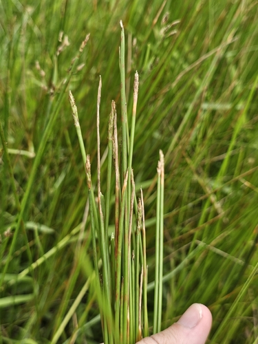 Eleocharis ochrostachys, photograph 5