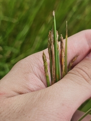 Eleocharis ochrostachys, photograph (c) pbsg, some rights reserved (CC BY)