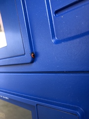 Cryptocephalus notatus