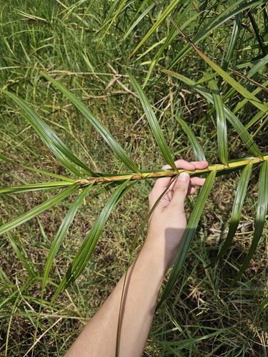 Scleria sumatrensis, photograph 4