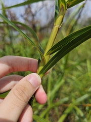 (c) pbsg, some rights reserved (CC BY) Scleria sumatrensis, photograph (c) pbsg, some rights reserved (CC BY)