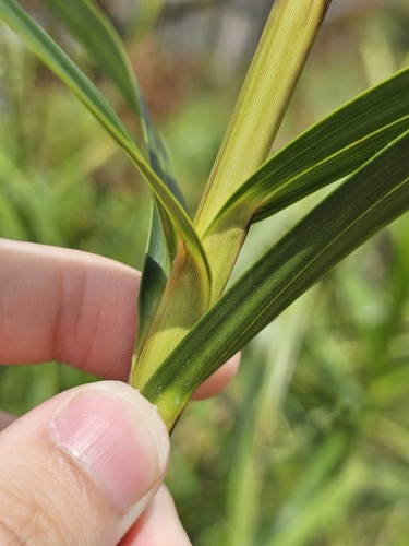 Scleria sumatrensis, photograph 6