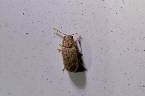 Holcobius, 2024-02-07
