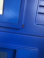 Cryptocephalus notatus