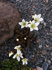 Gentianella bellidifolia