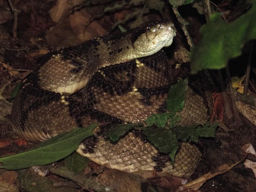 Photo of a Central American Bushmaster (Lachesis stenophrys)