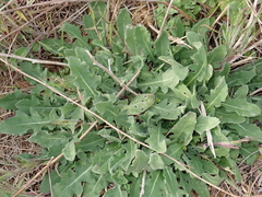 Centaurea aspera