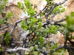 Ericameria cuneata