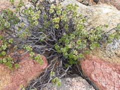 Ericameria cuneata