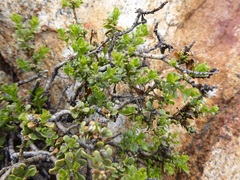 Ericameria cuneata
