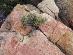 Ericameria cuneata
