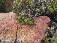 Ericameria cuneata