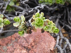 Ericameria cuneata
