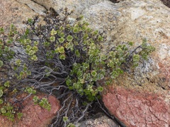 Ericameria cuneata