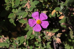 Cistus creticus creticus