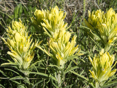 Castilleja citrina