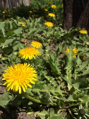 Taraxacum officinale