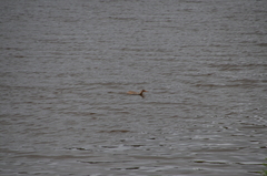 Rallus obsoletus levipes