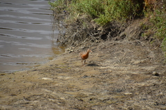 Rallus obsoletus levipes