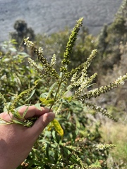 Buddleja asiatica, recorded fruiting