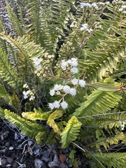 Ageratina riparia, recorded flowering