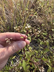 Ageratina riparia, recorded flowering