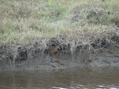 Rallus obsoletus levipes