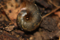 Thalassohelix igniflua