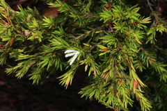 Pseudanthus pimeleoides