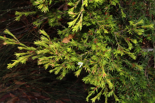 Pseudanthus pimeleoides, photograph 1