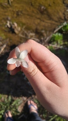 Viola